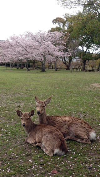 「もか」さんからの投稿写真＠奈良公園