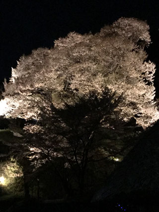 「みみちゃん」さんからの投稿写真＠佛隆寺千年桜