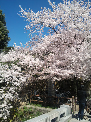 「もっちゃん」さんからの投稿写真＠久松公園