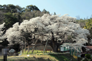 「kaikonmaboroshi」さんからの投稿写真＠三隅大平桜