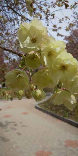 「オセロcat」さんからの投稿写真＠造幣局広島支局「花のまわりみち」