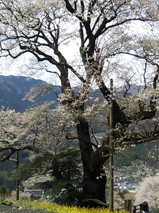 「りぃー」さんからの投稿写真＠ひょうたん桜公園
