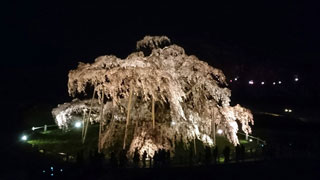 「もか」さんからの投稿写真＠三春滝桜