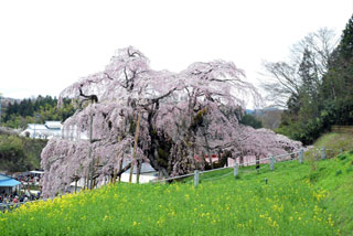 「写楽」さんからの投稿写真＠三春滝桜