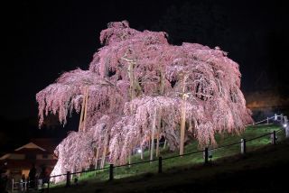 「kuni0821」さんからの投稿写真＠三春滝桜