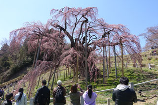 「まるまる」さんからの投稿写真＠三春滝桜
