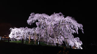 「ポン太」さんからの投稿写真＠三春滝桜