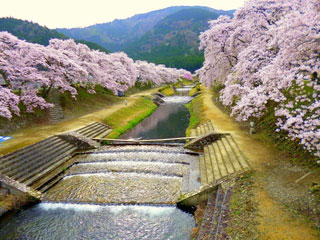 「akasyoubin」さんからの投稿写真＠鮎河の千本桜