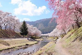 「1363」さんからの投稿写真＠鮎河の千本桜