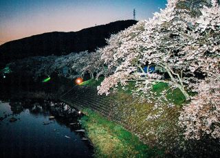「たかちゃん」さんからの投稿写真＠鮎河の千本桜