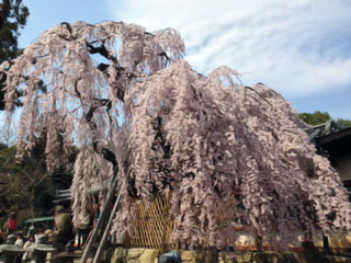 「ぽん」さんからの投稿写真＠氷室神社