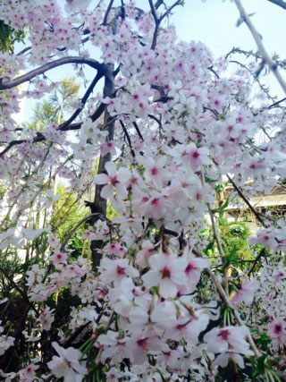 「meg03」さんからの投稿写真＠代々木VILLAGE