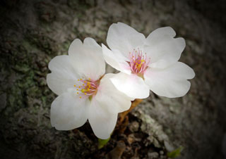 「花に恋する英爺」さんからの投稿写真＠枚岡公園