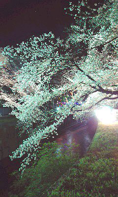 「なりさん」さんからの投稿写真＠としまえん