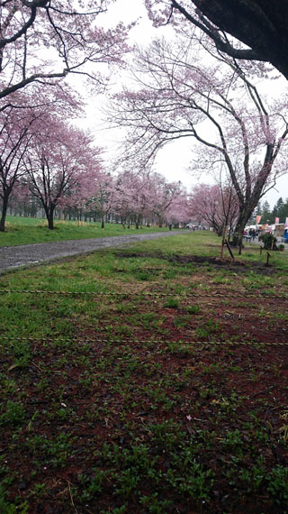 「Ｅ Ｋ」さんからの投稿写真＠静内二十間道路桜並木
