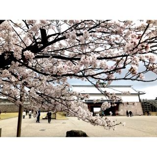 「桜ら咲」さんからの投稿写真＠金沢城公園