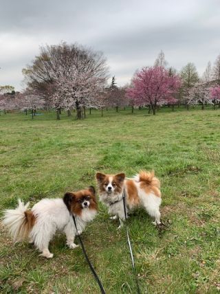 「きょん」さんからの投稿写真＠舎人公園