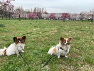 「きょん」さんからの投稿写真＠舎人公園