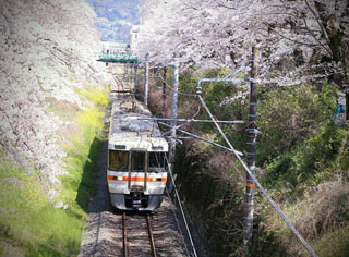「澄子」さんからの投稿写真＠山北鉄道公園（御殿場線沿い）