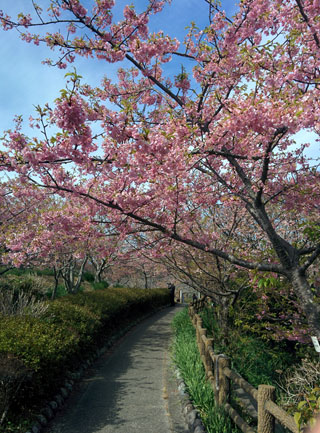 「まるまる」さんからの投稿写真＠官軍塚の河津桜