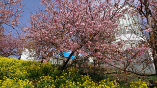 「みかんが安い」さんからの投稿写真＠松田町の河津桜「まつだ桜まつり」