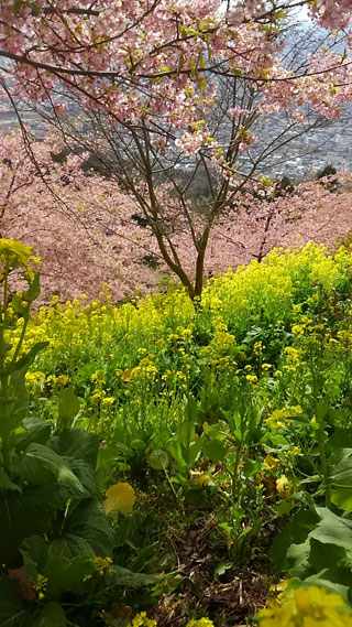 「こころうきうき」さんからの投稿写真＠松田町の河津桜「まつだ桜まつり」