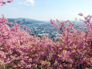 「Shige」さんからの投稿写真＠松田町の河津桜「まつだ桜まつり」