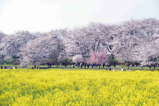 「写楽」さんからの投稿写真＠幸手権現堂桜堤（県営権現堂公園）