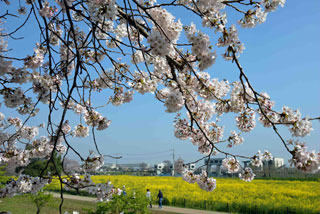 「写楽」さんからの投稿写真＠幸手権現堂桜堤（県営権現堂公園）