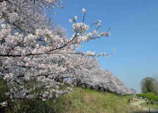 「写楽」さんからの投稿写真＠幸手権現堂桜堤（県営権現堂公園）