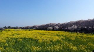 「P」さんからの投稿写真＠幸手権現堂桜堤（県営権現堂公園）