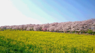 「なぁたん」さんからの投稿写真＠幸手権現堂桜堤（県営権現堂公園）