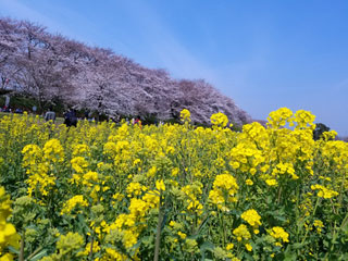 「イエローストーン」さんからの投稿写真＠幸手権現堂桜堤（県営権現堂公園）