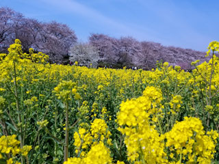 「イエローストーン」さんからの投稿写真＠幸手権現堂桜堤（県営権現堂公園）