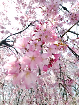 「イエローストーン」さんからの投稿写真＠幸手権現堂桜堤（県営権現堂公園）