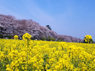 「イエローストーン」さんからの投稿写真＠幸手権現堂桜堤（県営権現堂公園）