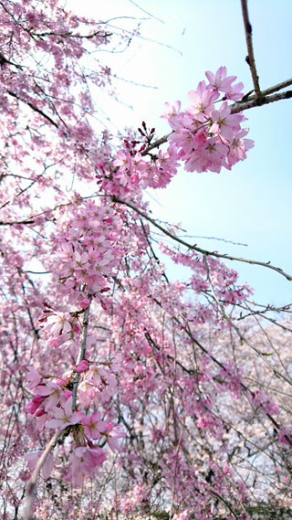 「ふんわりピンク」さんからの投稿写真＠幸手権現堂桜堤（県営権現堂公園）