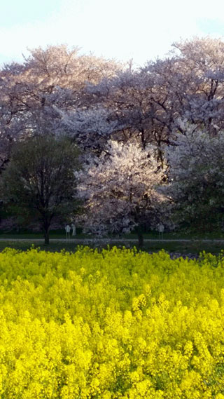 「non」さんからの投稿写真＠幸手権現堂桜堤（県営権現堂公園）