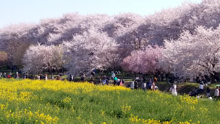 「toku」さんからの投稿写真＠幸手権現堂桜堤（県営権現堂公園）