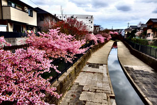 「のや～ん」さんからの投稿写真＠淀水路の河津桜