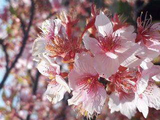 「ヨッコ」さんからの投稿写真＠淀水路の河津桜