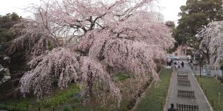 「みち」さんからの投稿写真＠東郷寺