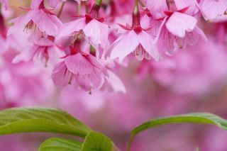 「momoyama」さんからの投稿写真＠法華経寺（中山鬼子母神）