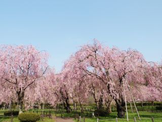 「kasei2月」さんからの投稿写真＠米内浄水場のシダレ桜