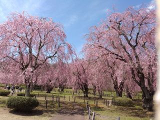 「咲ちゃん」さんからの投稿写真＠米内浄水場のシダレ桜