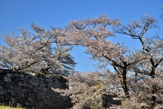 「jun」さんからの投稿写真＠白河小峰城