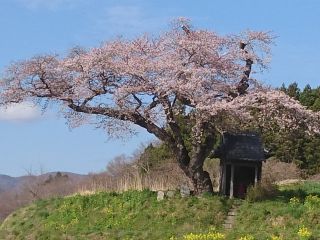 「北やん」さんからの投稿写真＠小沢の桜