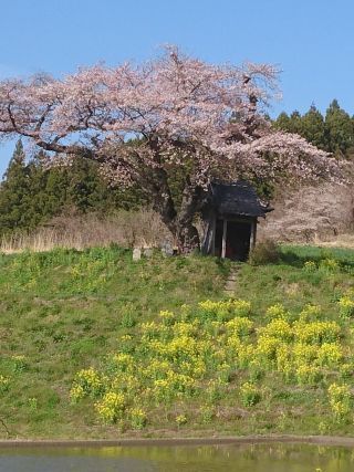 「北やん」さんからの投稿写真＠小沢の桜