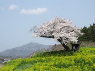 「とらのすけ」さんからの投稿写真＠小沢の桜