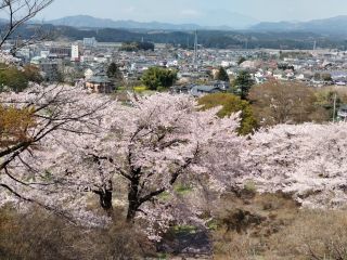 「桜大好きサチコ」さんからの投稿写真＠長峰公園